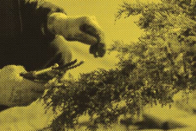 A gardener pruning a conifer with secateurs